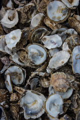 Oyster shells