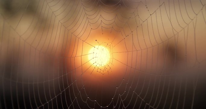 Dewdrops on spider web at sunrise slow motion