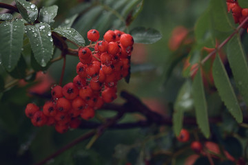 A bunch of early red mountain ash with blue leaves and raindrops