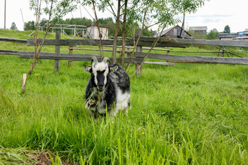 Naklejka na ściany i meble gray goat eats green grass
