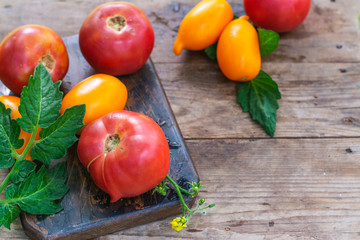 Fresh organic tomatoes