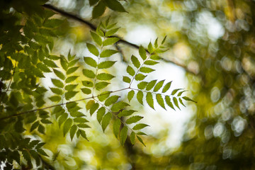 Leaves in a tree against sunlight