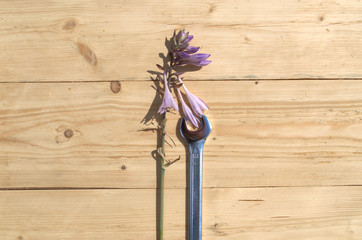 A size 18 wrench lies with a hosta flower on a wooden table
