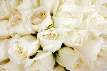 Beautiful white roses love day wedding day White roses floral Background flowers closeup Texture of delicate rose solid field