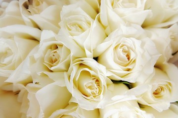 Beautiful white roses love day wedding day White roses floral Background flowers closeup Texture of delicate rose solid field