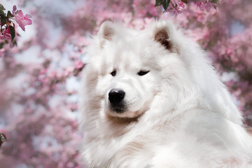 portrait of a white samoyed dog in flower