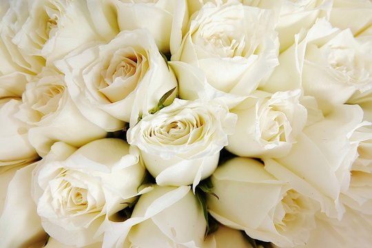 Beautiful white roses love day wedding day White roses floral Background flowers closeup Texture of delicate rose solid field