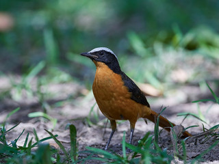 White-crowned robin-chat (Cossypha albicapilla)