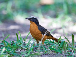 White-crowned robin-chat (Cossypha albicapilla)
