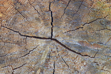 Tree trunk slice background. wood stump background texture. Texture for design. Copy space. deforestation.