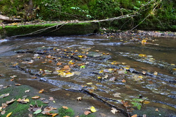 Bannwald Wieslaufschlucht