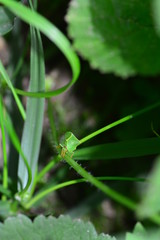 Green  Cicada  -   Buffalo treehopper  (  Stictocephala bisonia  )  in green nature