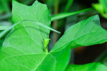 A green  Cicada  -   Buffalo treehopper  (  Stictocephala bisonia  )  from above  in  nature