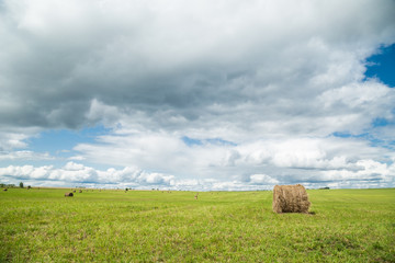 Harvested agricultural field. Autumn, summer landscape