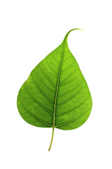 Leaves isolated on white background