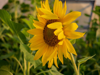 red decorative sunflower with lens flare effect for evening scene..Soft blurred and soft focus of sunflower, Asteraceae, flower with the bokeh, beam, light and lens flare effect tone background.