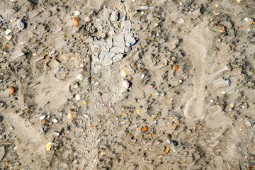 Viele kleine Muscheln am Strand, Strukturen und Muster