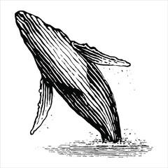 Illustration of a leaping humpback whale is a vintage style