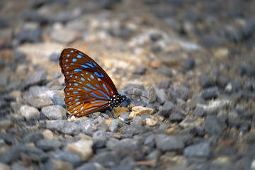 Fototapeta na wymiar Beautiful butterfly standing on the ground with spinning blurry background of small stones