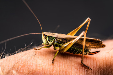 Grasshopper on hand