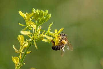 Honey bee on yellow rape flower