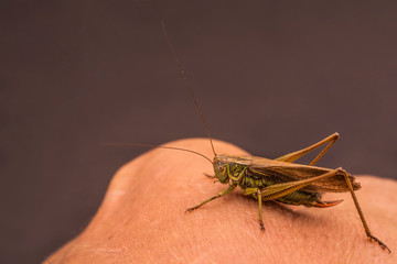 Brown-green grasshopper sitting on his fist