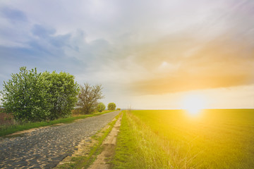 Old road in the country. Tall green grass in the field. Spring meadow landscape on a sunny day. Summer time. Nature eco friendly photo. Wheat growing. Agriculture concept. Wallpaper with sky.