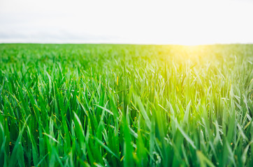 Tall green grass in the field. Spring meadow landscape on a sunny day. Summer time. Nature eco friendly photo. Wheat growing. Agriculture concept. Wallpaper with sky.