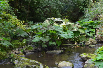 Bannwald Wieslaufschlucht