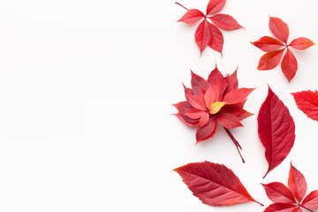Flat lay of red fallen leaves on white background