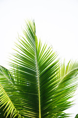 Obraz na płótnie Canvas Detail of coconut trees with soft light background or vintage style.