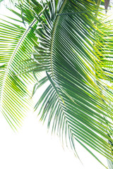 Obraz premium Detail of coconut trees with soft light background or vintage style.