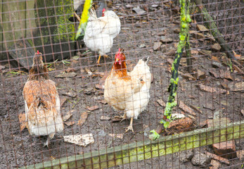 Hen and chicken behind the net.  Domestic animals on the farm. Rural life photo.