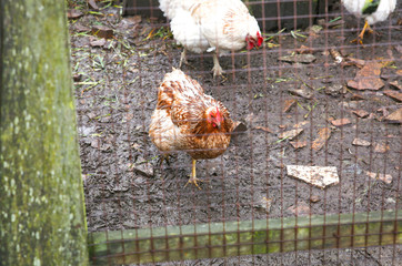 Hen and chicken behind the net.  Domestic animals on the farm. Rural life photo.
