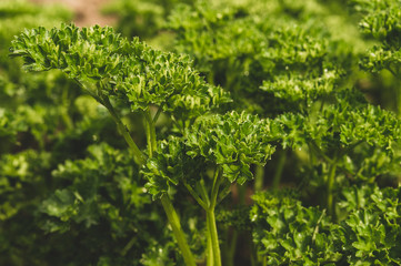 parsley close-up, toned image, selective focus, macro photo