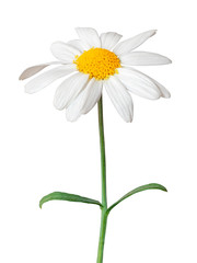 White Daisy (Marguerite) isolated on white background, including clipping path.