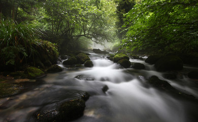 landscape with the flow of a mountain river against a misty forest
