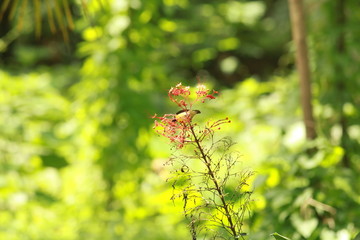 green leaves of a tree bird drink hony