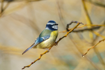 Blue Tit (Cyanistes caeruleus), taken in the UK