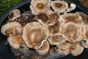 Shiitake-Pilze