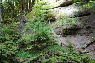 Bannwald Wieslaufschlucht