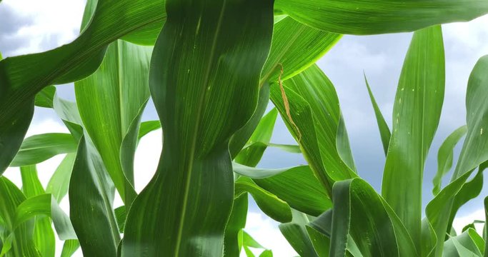Green corn field, agricultural background, 4K.