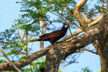 Montezuma Oropendola (Psarocolius montezuma), taken in Costa Rica
