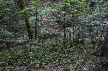 Bannwald Wieslaufschlucht