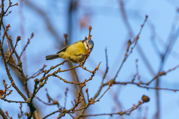Blue Tit (Cyanistes caeruleus), taken in the UK