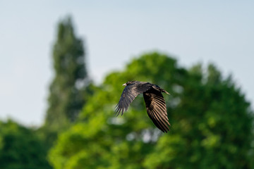 Carrion crow (Corvus corone), taken in the UK