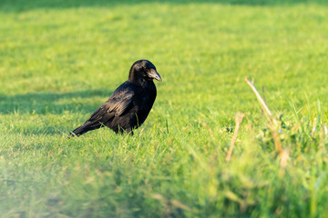 Carrion crow (Corvus corone), taken in the UK