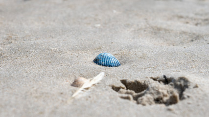 Blaue Muschel neben Muschel, Feder und Abdruck einer Hundepfote am Strand