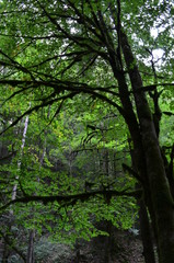 Bannwald Wieslaufschlucht