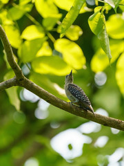 Hoffmann's Woodpecker (Melanerpes hoffmannii), taken in Costa Rica